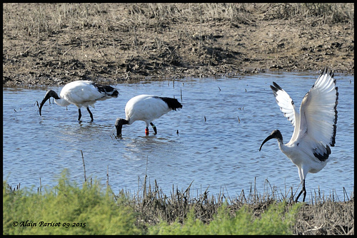 Ibis sacré DSC2661