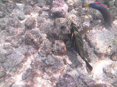 PICT0424.JPG