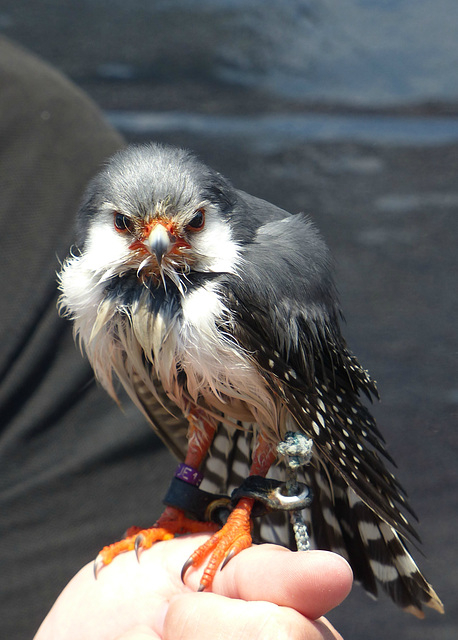 Pygmy Falcon (1) - 3 June 2017