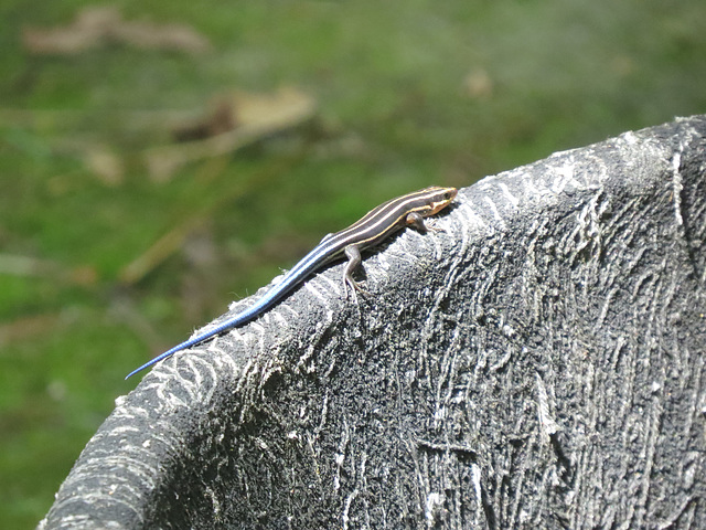 Five-lined skink