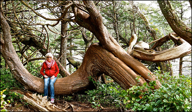 Rain Forest near Ucluelet, BC