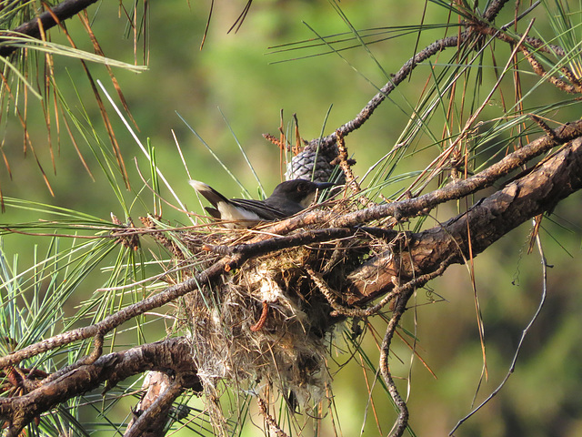 Eastern kingbird on nest