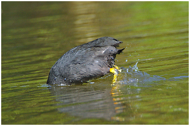 Diving Coot EF7A2767