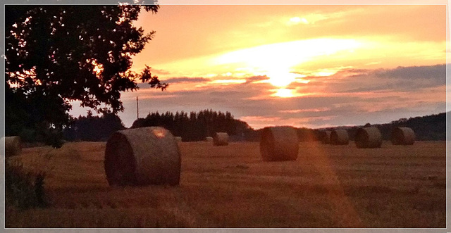 Soleil couchant sur la moisson (22) avec note