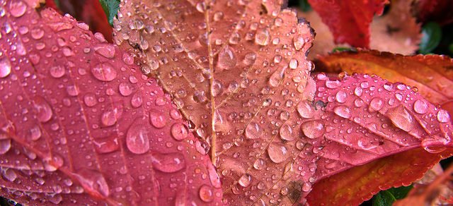 Raindropped Autumn Leaves