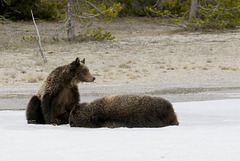 Grizzly Sow and Cub