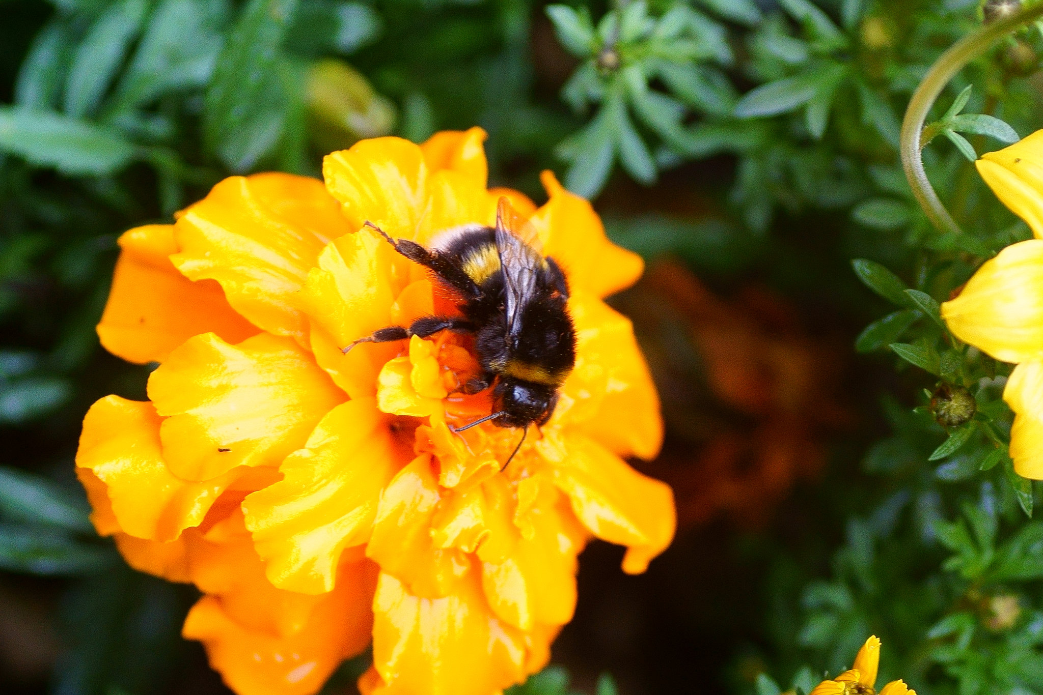 Hummel auf Gartenblume II