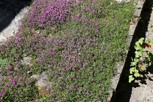 Kartause Ittingen - Thymus cf. serpyllum (Feld-Thymian)