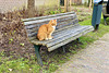 Cat on a bench