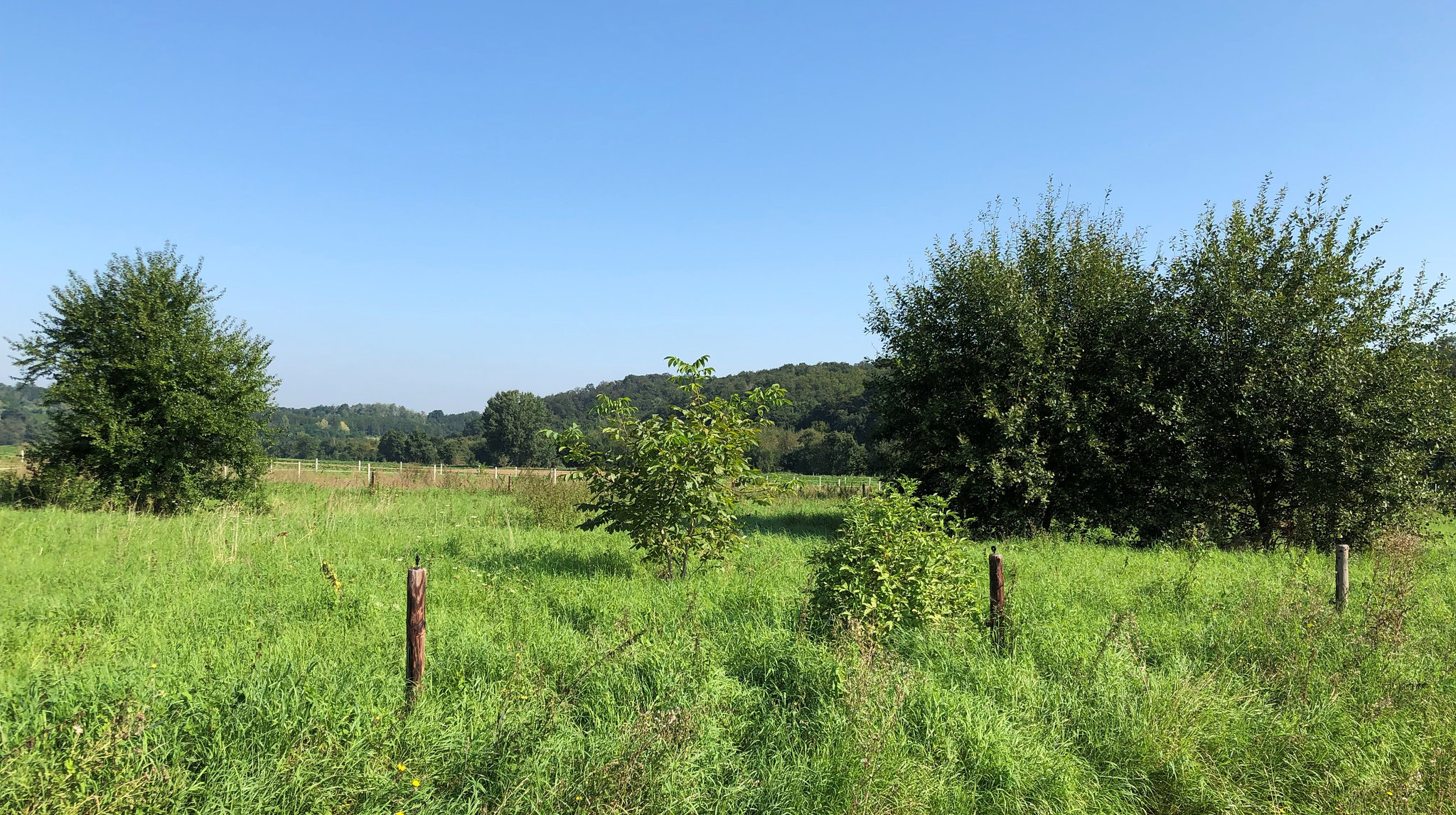 DE - Weilerswist - Sommerlandschaft