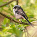 Long tailed tit