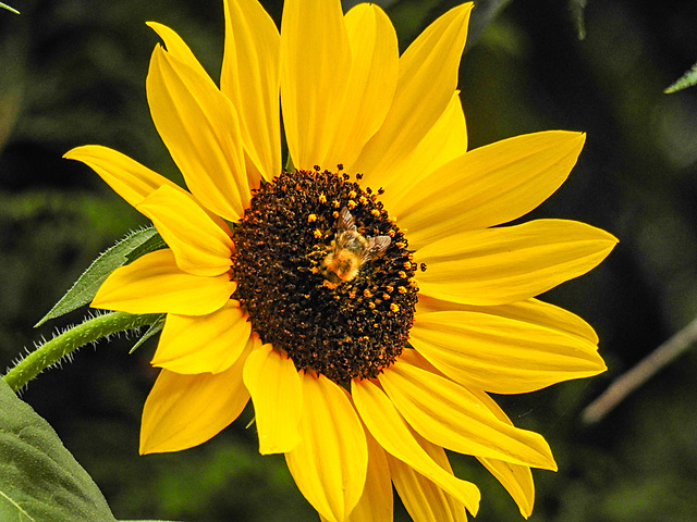 20220919 1716CPw [D~LIP] Sonnenblume (Helianthus annuus), Ackerhummel (Bombus pascuorum), Bad Salzuflen