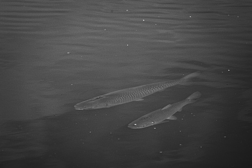 20230814_benneckenstein moserteich