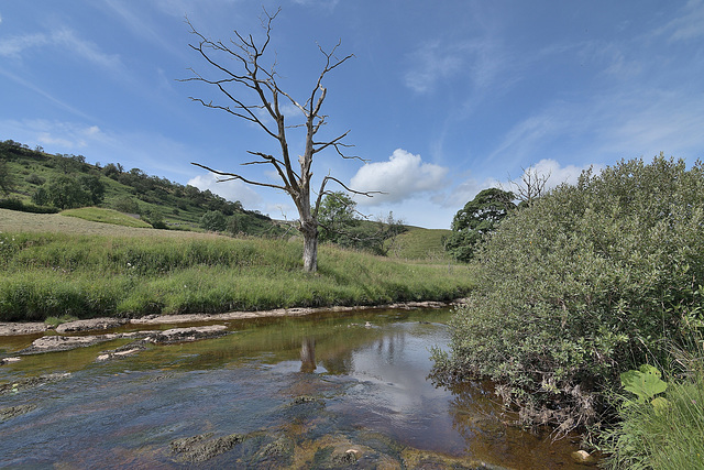 A River Wharfe sentinel