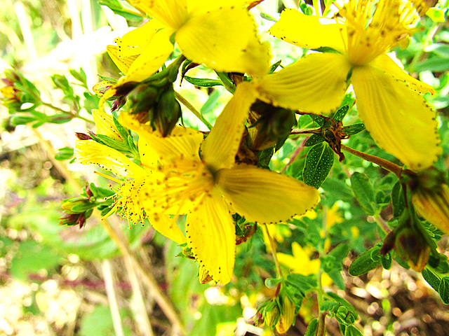 Yellow Blossoms.