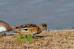 American Widgeon  (Female)