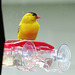 Goldfinch on our Hummingbird feeder