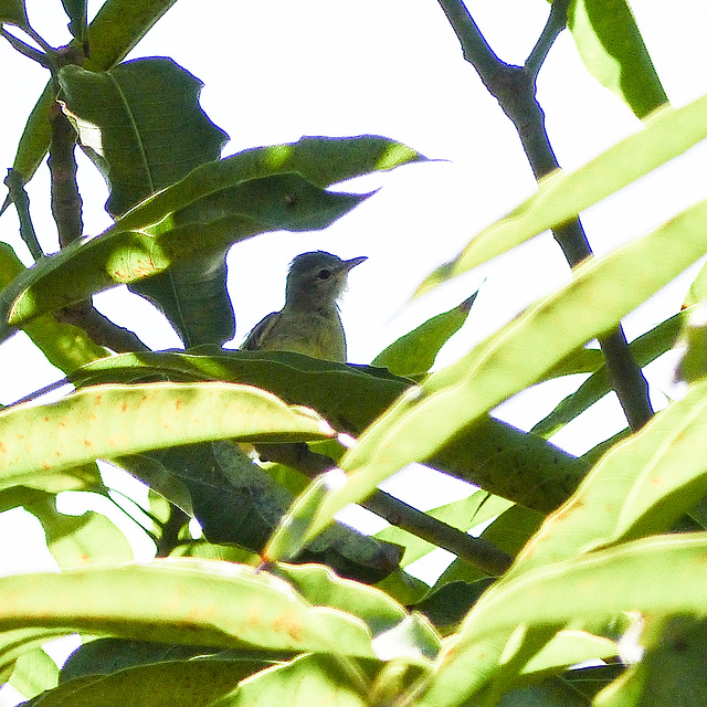 Bicolored Conebill female, I think