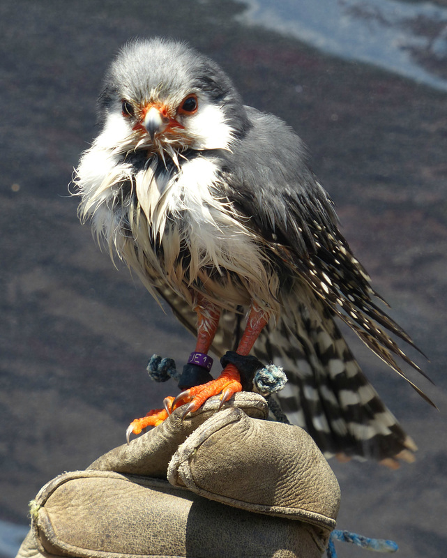 Pygmy Falcon (2) - 3 June 2017
