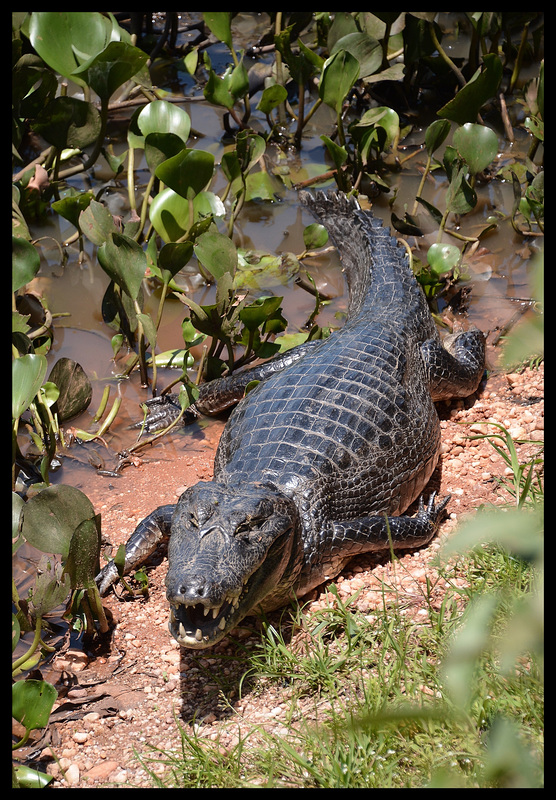 Brazil...Pantanal roadside