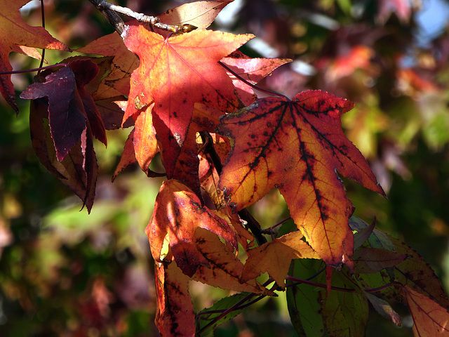 novembre colorato