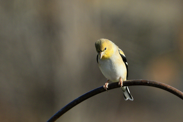 American Goldfinch