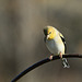 American Goldfinch