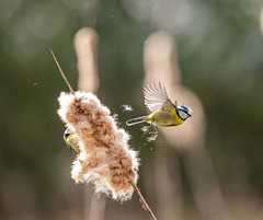 Blue tit