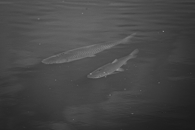 20230814_benneckenstein moserteich