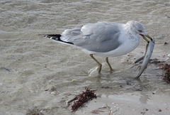 February 2016, Sanibal Island, Florida MG 9199 2