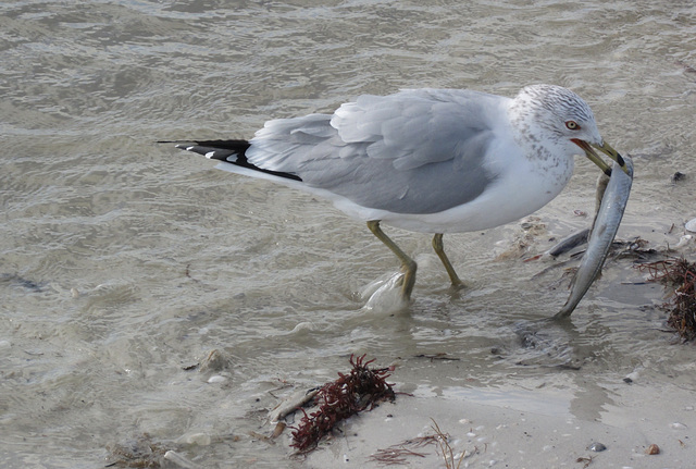 February 2016, Sanibal Island, Florida MG 9199 2