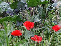 Between Cabbage plants