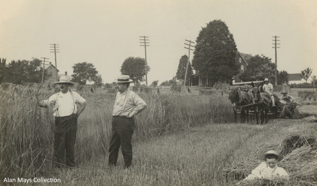 Harvesting Grain, Landisville, Pennsylvania
