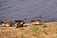 American Widgeons