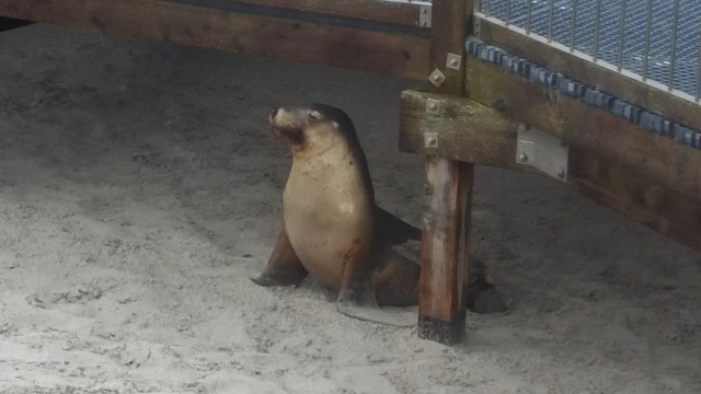 sea lions!