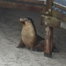 sea lions!