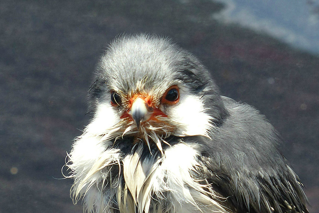 Pygmy Falcon (3) - 3 June 2017