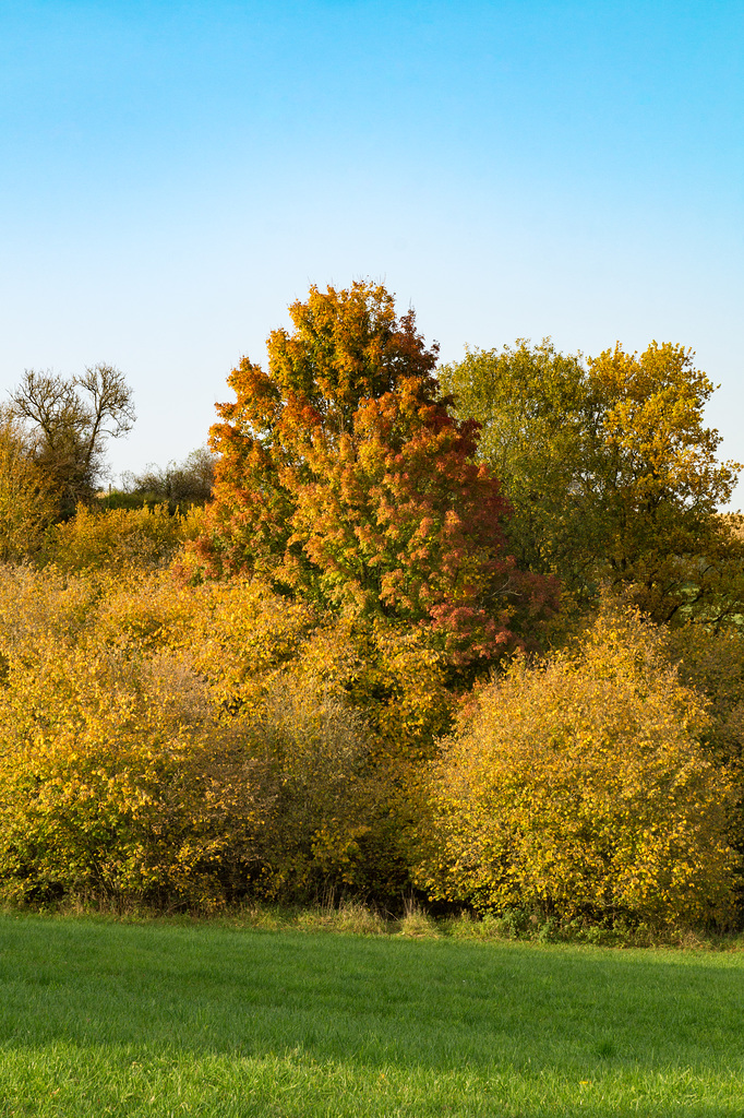 Herbstliche Bäume am Döhmberg