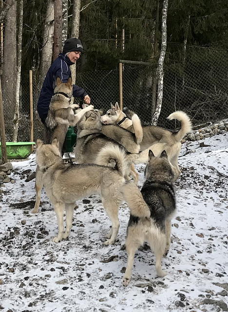 Manuela and the huskies