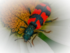 Blutströpfchen /Sechsfleck Widderchen(Zygaena filipendulae)