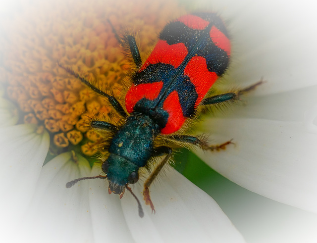 Blutströpfchen /Sechsfleck Widderchen(Zygaena filipendulae)