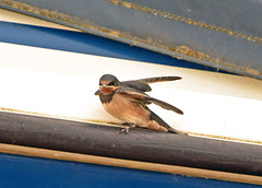 A juvenile Swallow