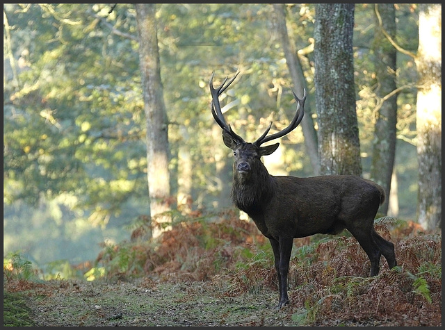 bientot le brame du cerf ......