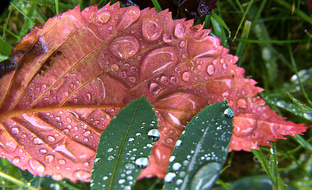 Raindropped Autumn Leaves