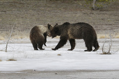 Grizzly Sow and Cub