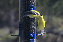 American Goldfinches