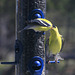 American Goldfinches