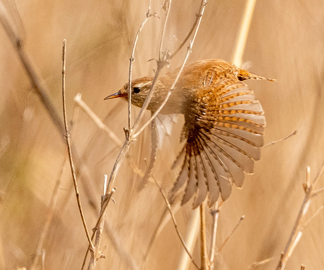 Wren