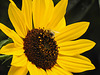 20220919 1718CPw [D~LIP] Sonnenblume (Helianthus annuus), Ackerhummel (Bombus pascuorum), Bad Salzuflen