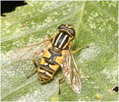 IMG 3013 hoverfly